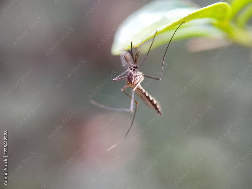 insect, macro, nature, animal, bug, green, wildlife, leaf, dragonfly, closeup, fly, grass, spider, close-up, wild, summer, mosquito, wing, grasshopper, black, wings, natural, close up, fauna, red insect, macro, nature, animal, bug, green, wildlife, leaf, dragonfly, closeup, fly, grass, spider, close-up, wild, summer, mosquito, wing, grasshopper, black, wings, natural, close up, fauna, red