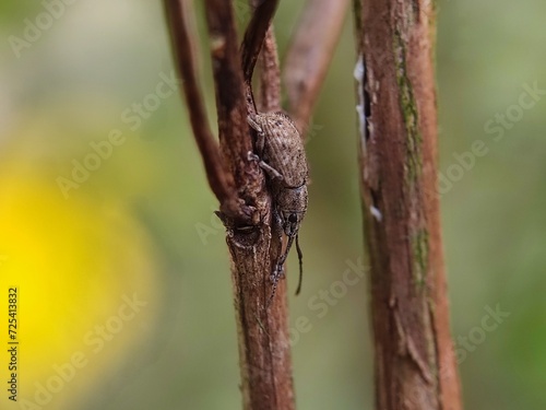 dragonfly on a tree