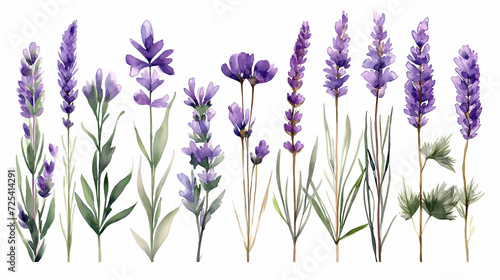 A Variety of Lavender Flowers