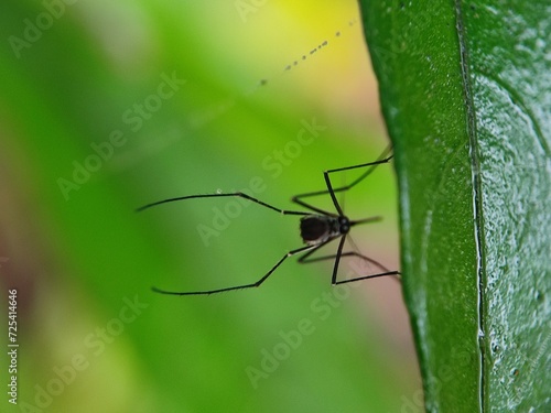 insect, nature, leaf, macro, bug, animal, spider, insects, closeup, ant, plant, close-up, fly, wildlife, wild, grass, flower, summer, brown, garden, beetle, small, pest, close, fauna photo