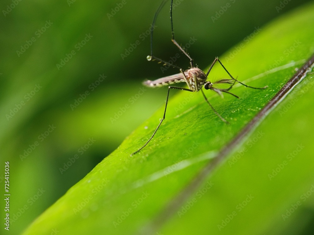 insect, nature, leaf, macro, bug, animal, spider, insects, closeup, ant, plant, close-up, fly, wildlife, wild, grass, flower, summer, brown, garden, beetle, small, pest, close, fauna insect, nature, leaf, macro, bug, animal, spider, insects, closeup, ant, plant, close-up, fly, wildlife, wild, grass, flower, summer, brown, garden, beetle, small, pest, close, fauna