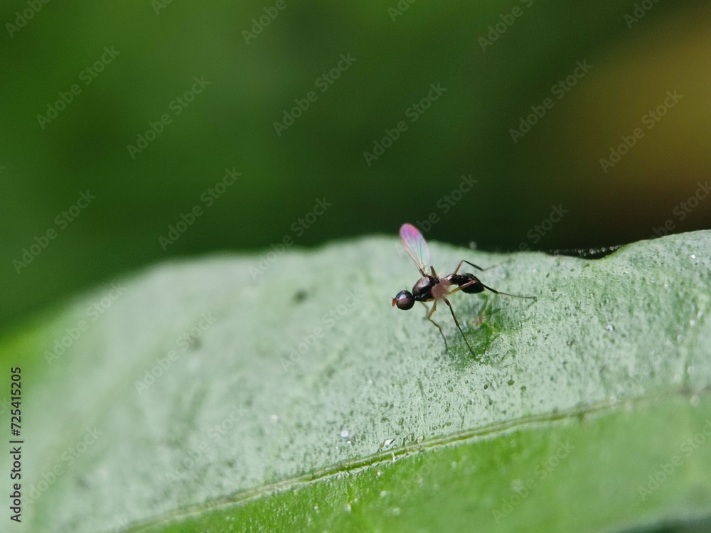 insect, nature, leaf, macro, bug, animal, spider, insects, closeup, ant, plant, close-up, fly, wildlife, wild, grass, flower, summer, brown, garden, beetle, small, pest, close, fauna insect, nature, leaf, macro, bug, animal, spider, insects, closeup, ant, plant, close-up, fly, wildlife, wild, grass, flower, summer, brown, garden, beetle, small, pest, close, fauna