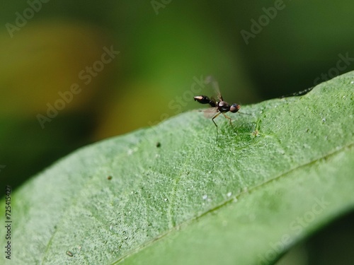 insect, nature, leaf, macro, bug, animal, spider, insects, closeup, ant, plant, close-up, fly, wildlife, wild, grass, flower, summer, brown, garden, beetle, small, pest, close, fauna