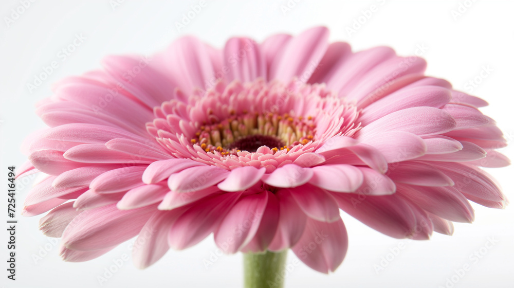 Pink Flower With White Background Pink Flower With White Background