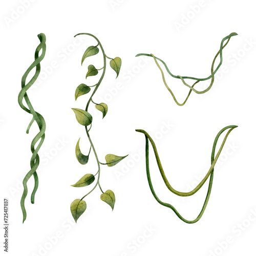 Different liana vine plants tropical set watercolor illustration isolated on white for realistic and detailed jungle designs
