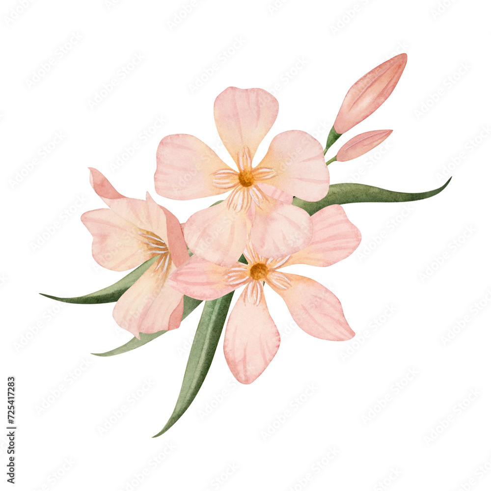 Naklejka premium Simple pastel Oleander flowers with buds and leaves watercolor illustration isolated on white background. Peach pink color floral bouquet for wedding and tropical designs