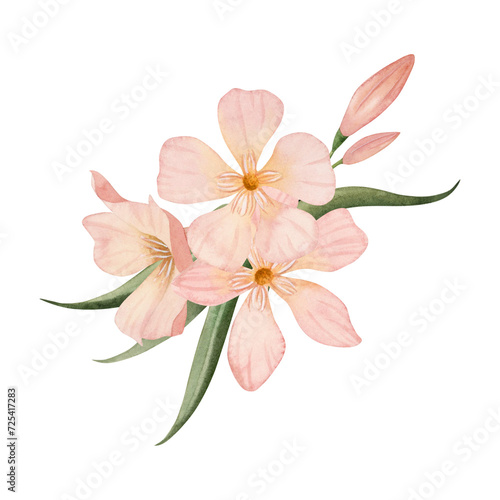 Simple pastel Oleander flowers with buds and leaves watercolor illustration isolated on white background. Peach pink color floral bouquet for wedding and tropical designs