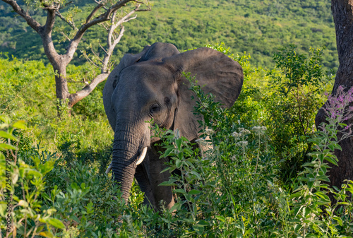 Elefanten im Naturreservat Hluhluwe Nationalpark S  dafrika