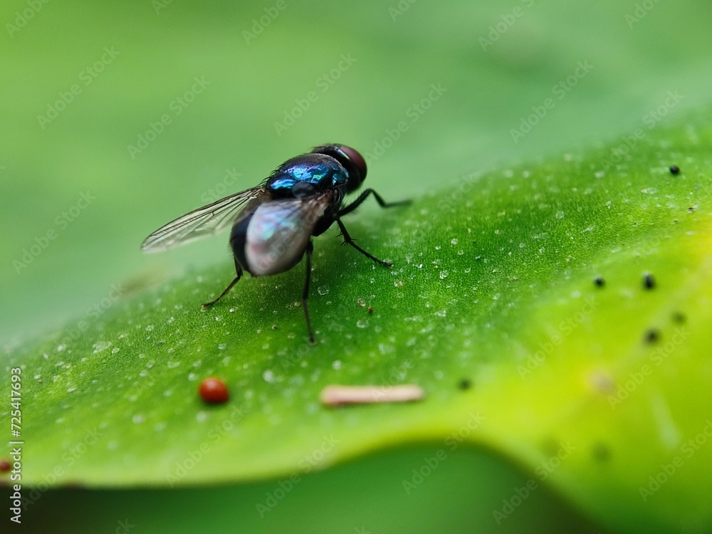 Naklejka premium insect, fly, macro, nature, bug, animal, closeup, cicada, isolated, wildlife, wing, wings, close-up, leaf, detail, green, moth, small, white, brown, bee, summer, wasp, eye, eyes