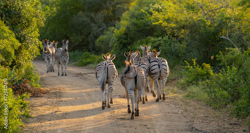 Zebras im Naturreservat Hluhluwe Nationalpark Südafrika photo