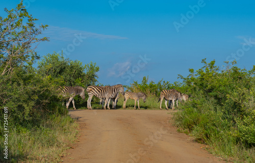 Zebras im Naturreservat Hluhluwe Nationalpark Südafrika photo