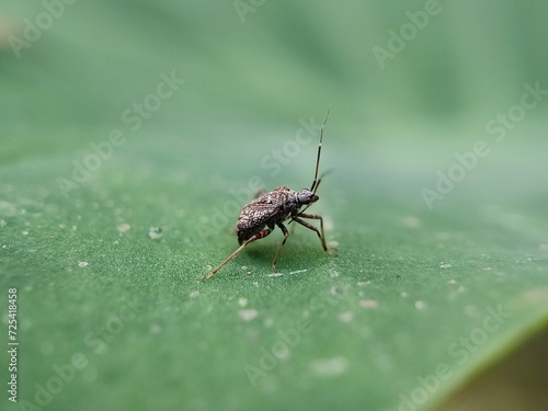 insect, fly, macro, nature, bug, animal, closeup, cicada, isolated, wildlife, wing, wings, close-up, leaf, detail, green, moth, small, white, brown, bee, summer, wasp, eye, eyes © TASIF