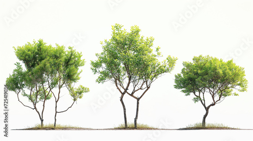 Three Small Trees in a Row on a White Background