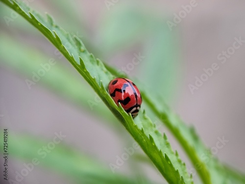 ladybug, insect, ladybird, nature, beetle, leaf, bug, macro, red, animal, grass, close-up, spring, black, garden, plant, summer, lady, closeup, spotted, small, animals, fly, insects, ecology © TASIF