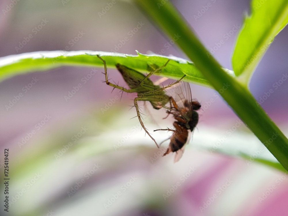 Fototapeta premium insect, macro, nature, bug, fly, leaf, beetle, animal, closeup, close-up, wild, wildlife, bee, plant, wasp, summer, insects, spider, fauna, brown, entomology, garden, small, grass, wing