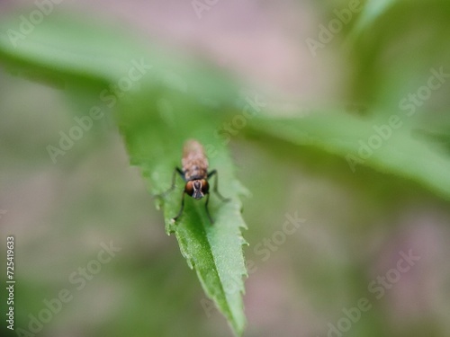 insect, macro, nature, bug, fly, leaf, beetle, animal, closeup, close-up, wild, wildlife, bee, plant, wasp, summer, insects, spider, fauna, brown, entomology, garden, small, grass, wing