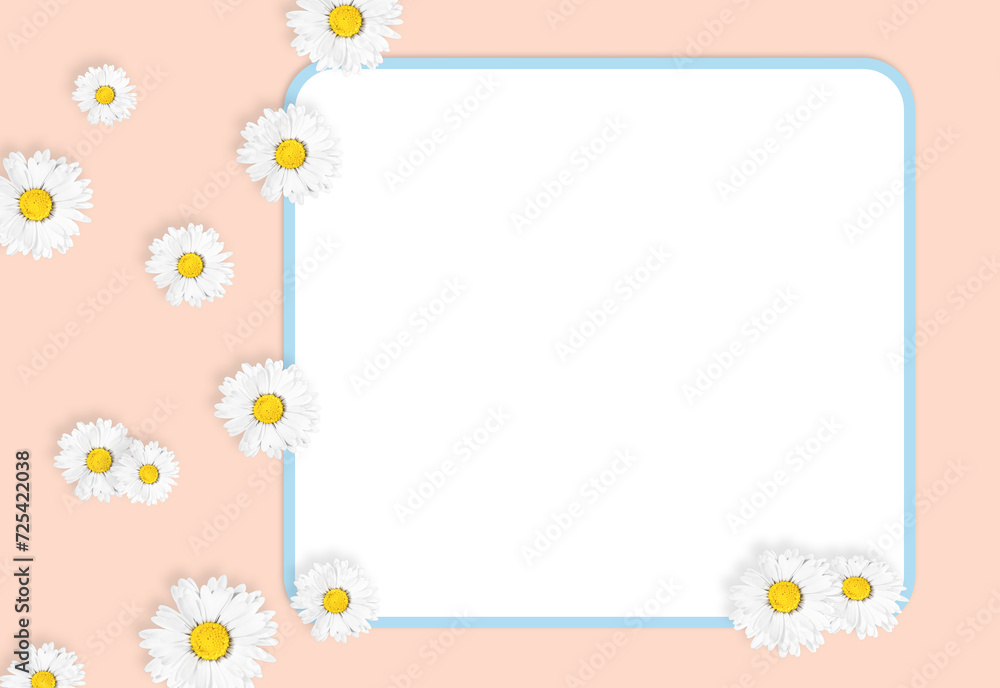 Flat lay composition with fresh chamomiles and white frame on gently pink background, mock up. Space for text