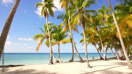 Palm island beach in Dominican Republic. Caribbean blue sea and green palms. Palm trees on a white sand beach. Caribbean blue sea under blue sky. Summer resort paradise island.