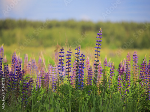 Multi-colored lupins on a background of green grass