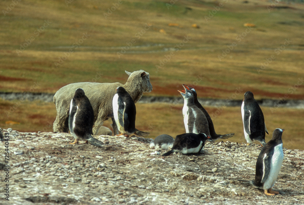 Fototapeta premium Manchot papou, .Pygoscelis papua, Gentoo Penguin, mouton de Falkland, Iles Falkland, Malouines