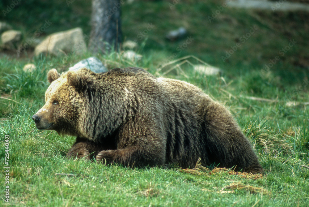 Obraz premium Ours brun, Ursus arctos