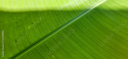 green tropical foliage in forest on the Brazilian coast