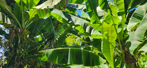 green tropical foliage in forest on the Brazilian coast