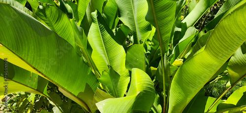 green tropical foliage in forest on the Brazilian coast