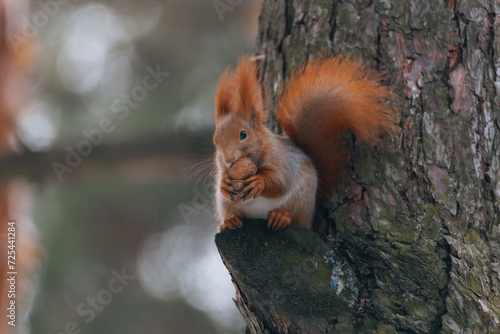 Portrait of a squirrel. Urban wildlife. Eurasian red squirrel (Sciurus vulgaris). Ukraine. Forest. Feeding the animal. Winter animal © Denis Chubchenko