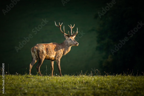 Red Deer (Cervus elaphus) in profile on grassy hill, shaded forest behind