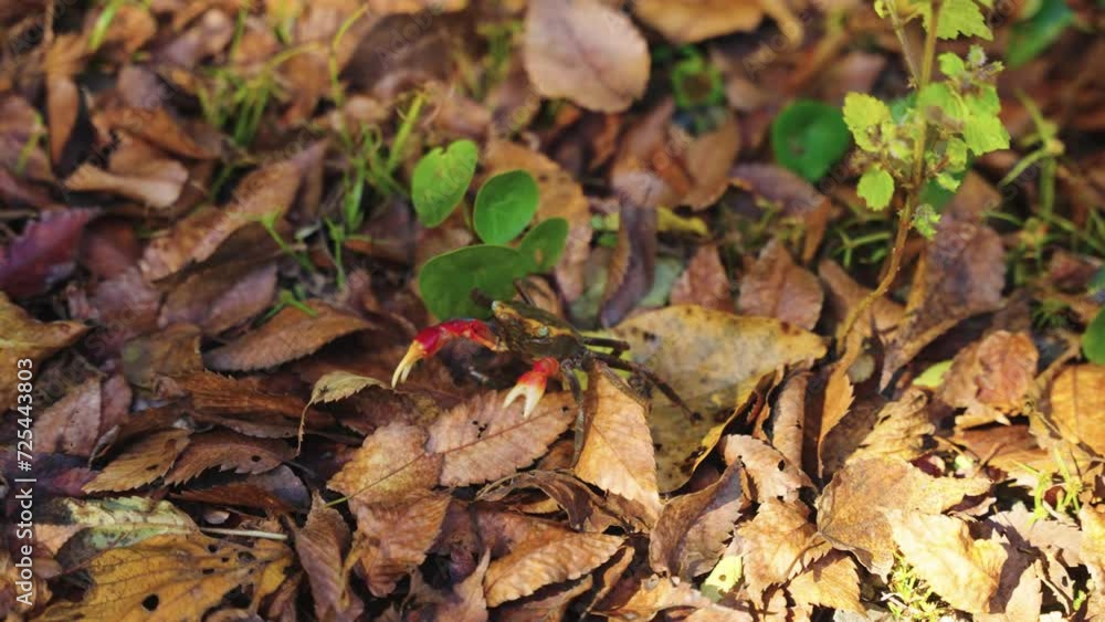 Japanese Forest Crab Climbing over Autumn Leafs 4k Japanese Forest Crab Climbing over Autumn Leafs 4k
