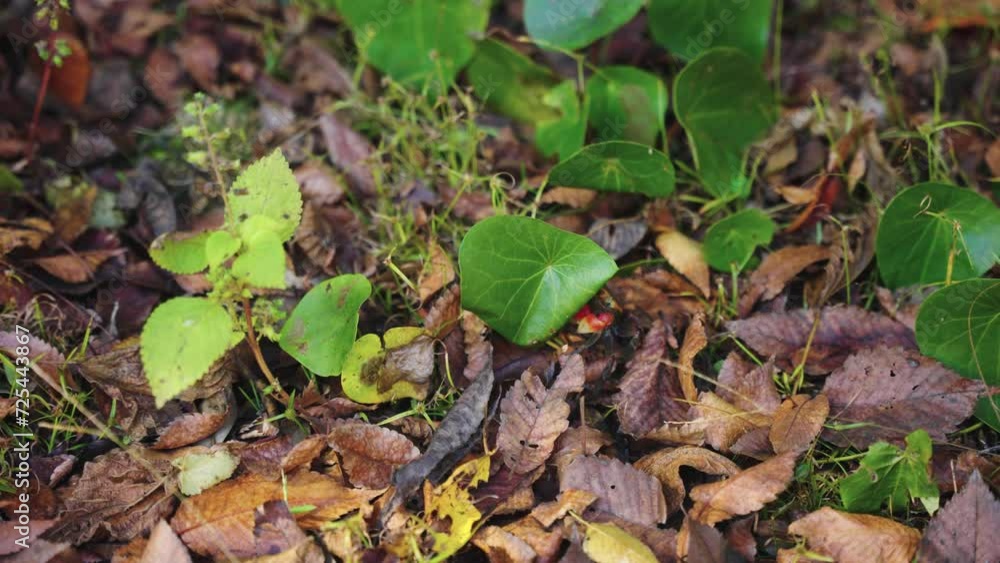 4k Adorable Little Forest Crab Hides Behind Leaf on Ground in Japan 4k Adorable Little Forest Crab Hides Behind Leaf on Ground in Japan