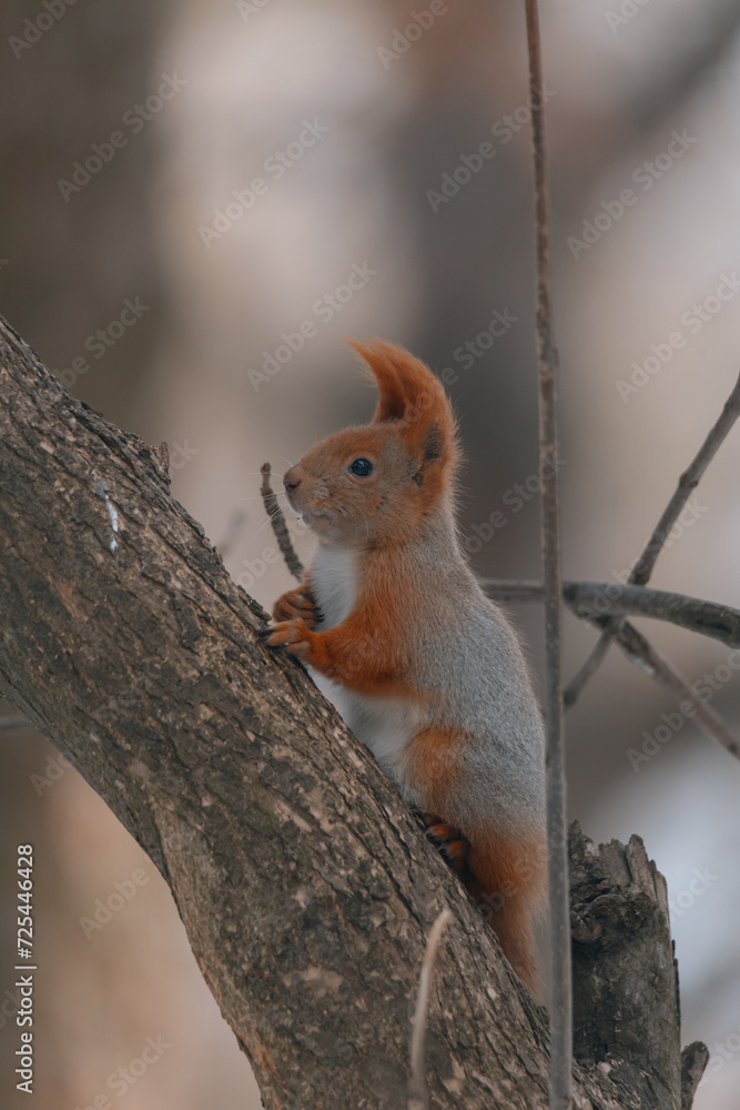 Portrait of a squirrel. Urban wildlife. Eurasian red squirrel (Sciurus vulgaris). Ukraine. Forest. Feeding the animal. Winter animal
