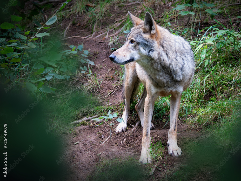Fototapeta premium Wolf im Wald