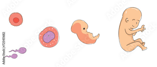 Illustration showing stages in human embryonic development.