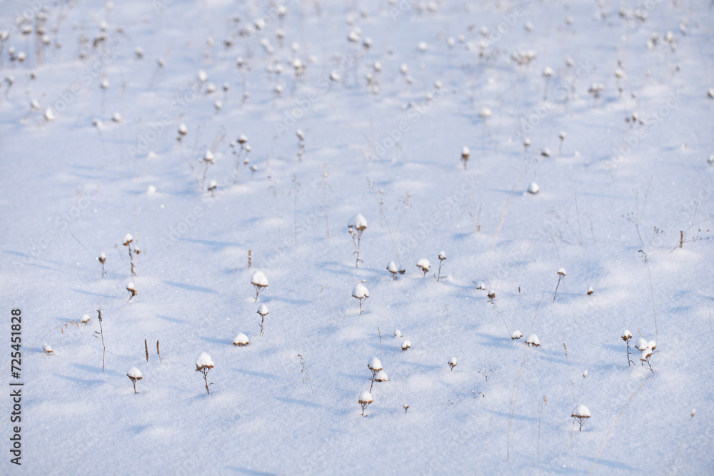 Fototapeta premium Dry forest flowers covered with conical caps of fluffy fresh snow on a snow-covered field glinting from the sun on a sunny winter day. Wild dried flowers in the shape of umbrellas covered with snow.