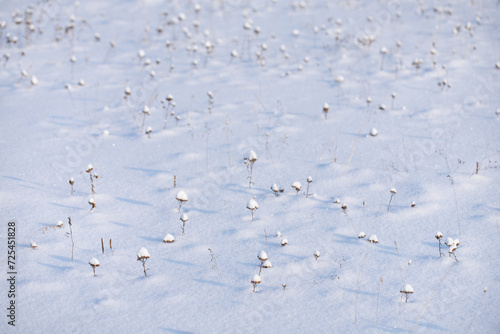 Dry forest flowers covered with conical caps of fluffy fresh snow on a snow-covered field glinting from the sun on a sunny winter day. Wild dried flowers in the shape of umbrellas covered with snow.