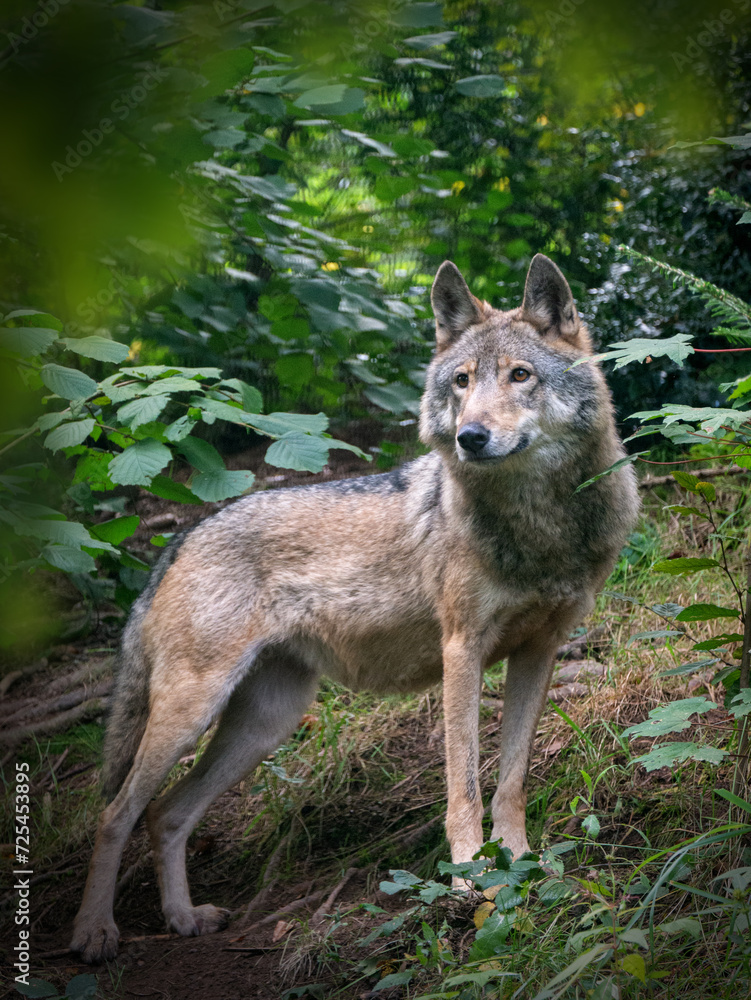 Fototapeta premium Wolf im Wald
