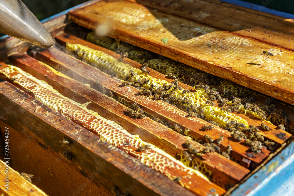 Beekeeper is working with bees and beehives on the apiary.Close up view of opened hive body showing frames populated by honey bees. Apiculture. Beekeeper is working with bees and beehives on the apiary.Close up view of opened hive body showing frames populated by honey bees. Apiculture.