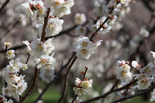 日本の水戸偕楽園　白い梅の花