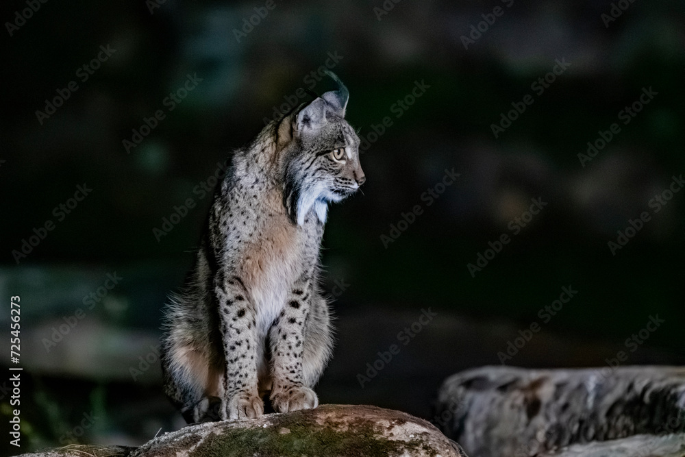 Iberian Lynx, rarest feline on earth Iberian Lynx, rarest feline on earth
