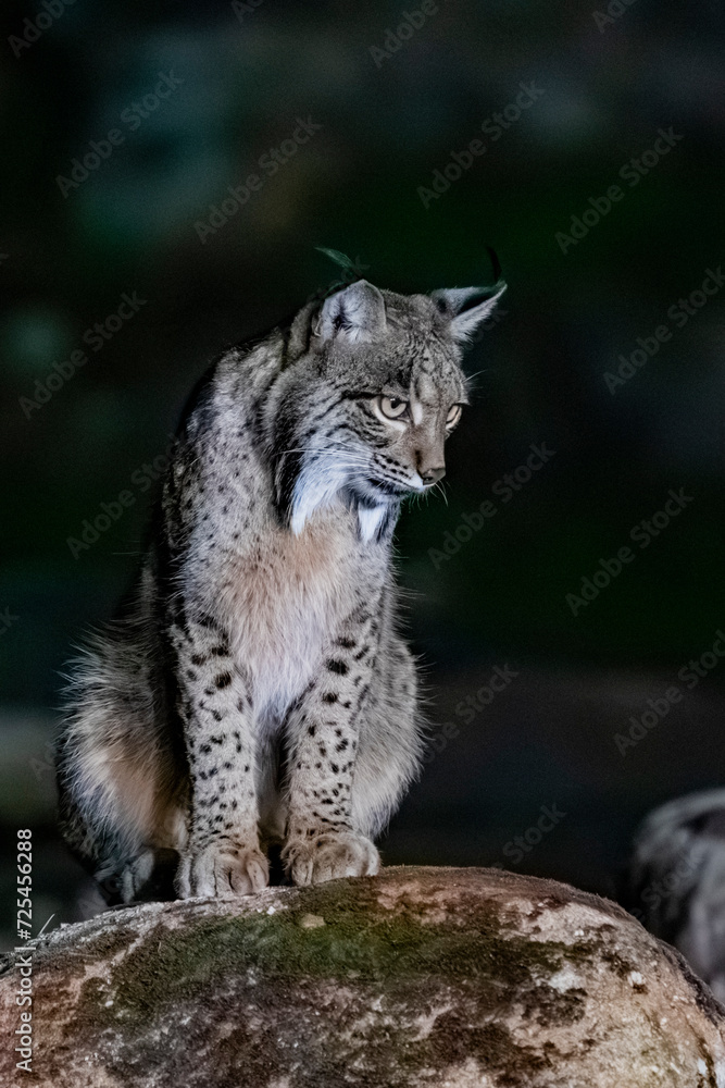 Iberian Lynx, rarest feline on earth
