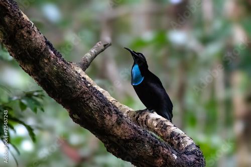 Magnificent riflebird or Ptiloris magnificus seen in Nimbokrang in West Papua photo