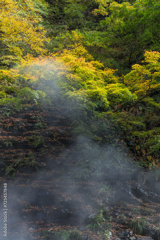 日本　秋田県湯沢市の小安峡の紅葉した木々と蒸気をあげる大噴湯