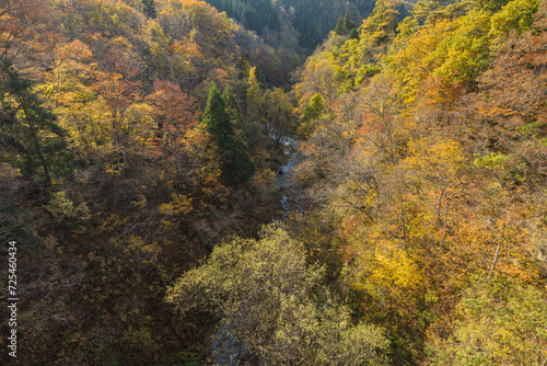 日本 秋田県湯沢市の三途川橋から見える三途川渓谷と紅葉した木々