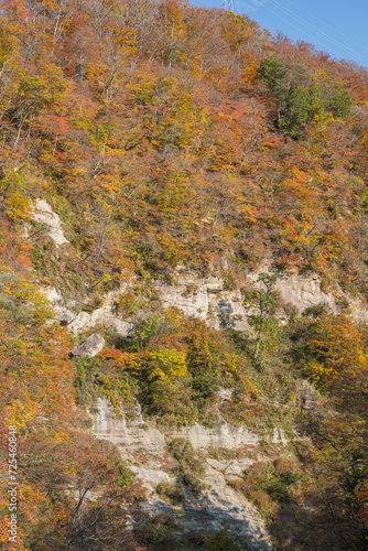 日本 秋田県湯沢市の三途川橋から見える三途川渓谷と紅葉した木々