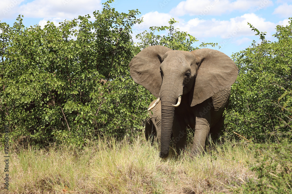 Fototapeta premium Afrikanischer Elefant / African elephant / Loxodonta africana