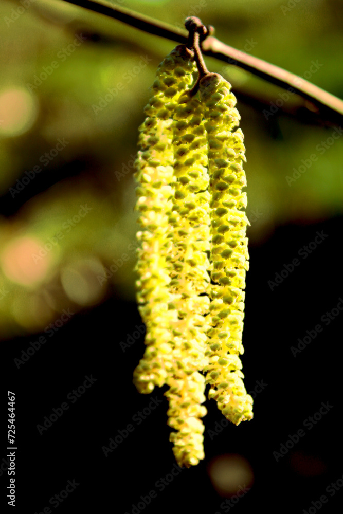 Naklejka premium Pleur de plante