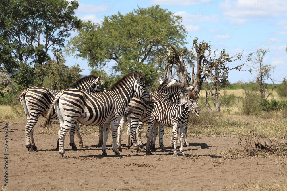 Obraz premium Steppenzebra / Burchell's zebra / Equus quagga burchellii.