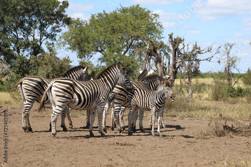 Steppenzebra   Burchell s zebra   Equus quagga burchellii.